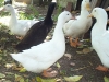 Ducks5.jpg